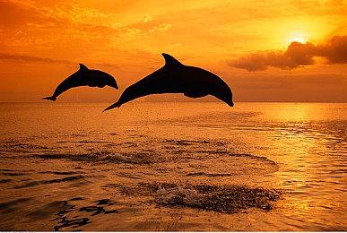 《匹诺曹的谎言》DLC和续作确定 开发组力求做得更好