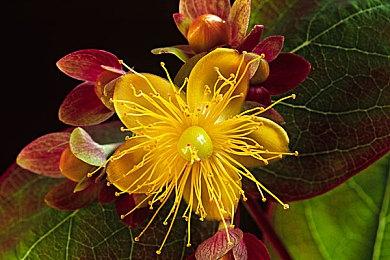 《天命奇御二》女角新立绘公布 妹子更性感了！